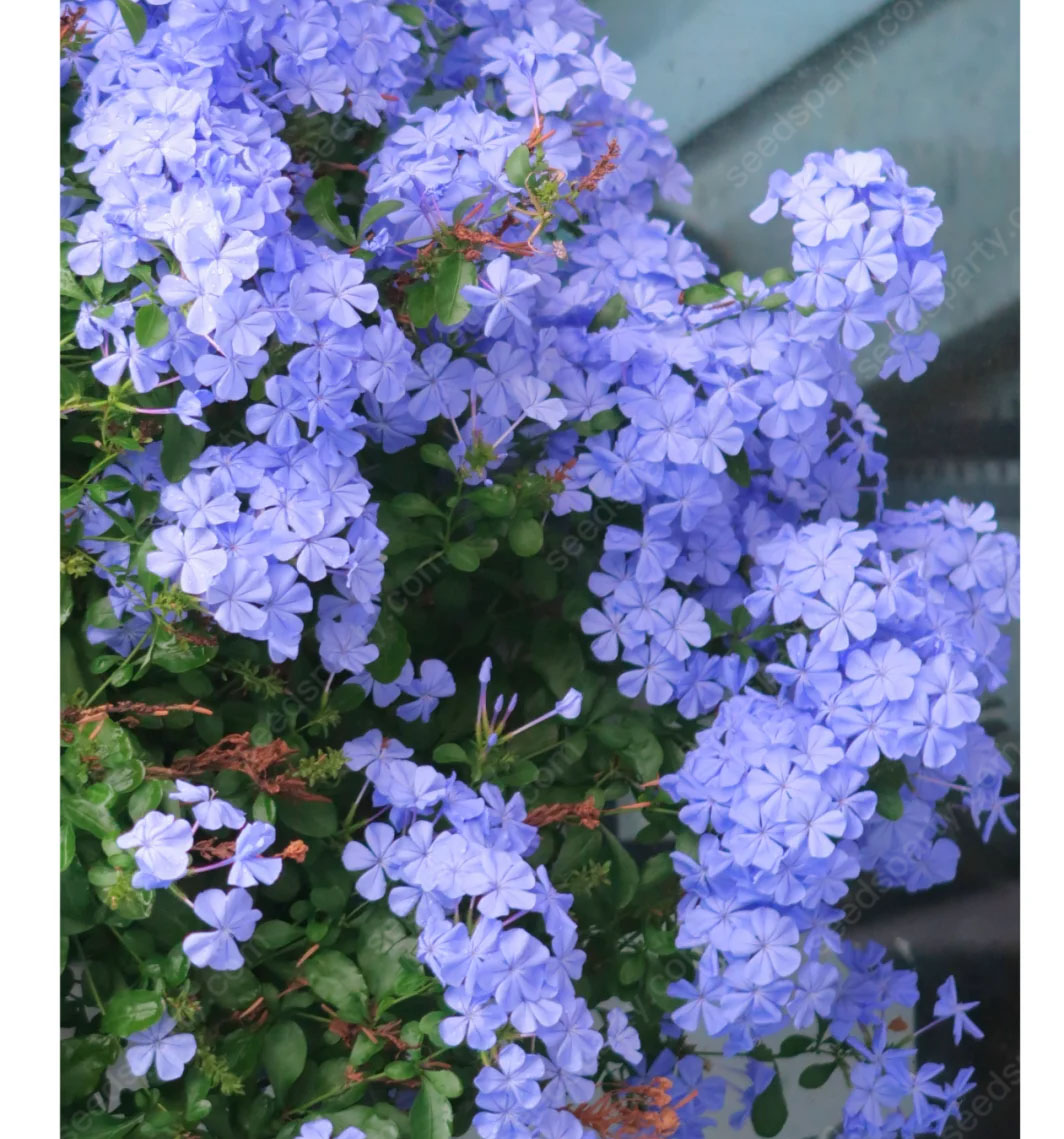 🚀Extremely discounts🌱Blue Plumbago Seeds Easy to Grow with an Extended Bloom Period