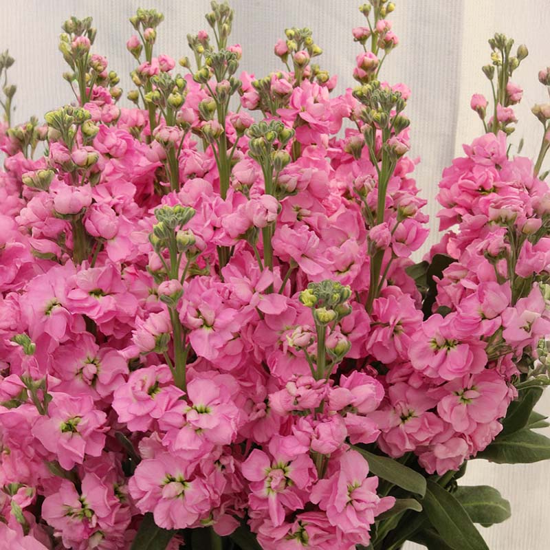 Cut Flower Stock Seeds, Cut Violet Seeds