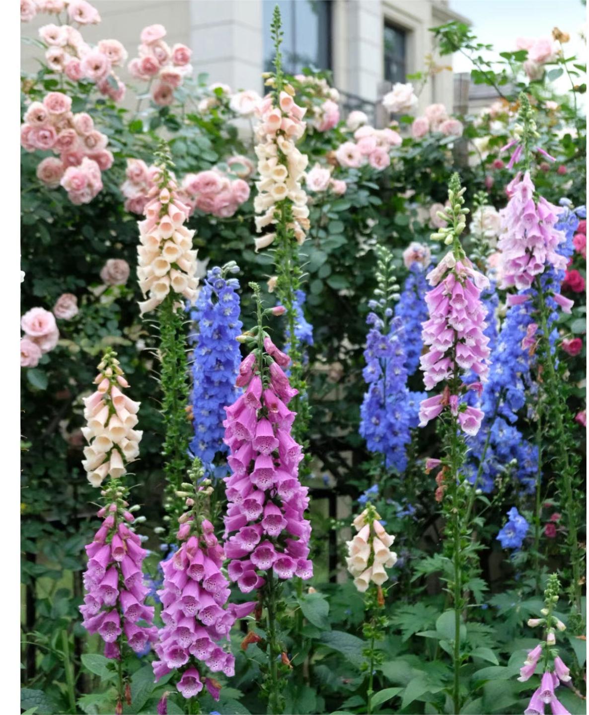 Delphinium Seeds🌸Suitable for autumn & winter
