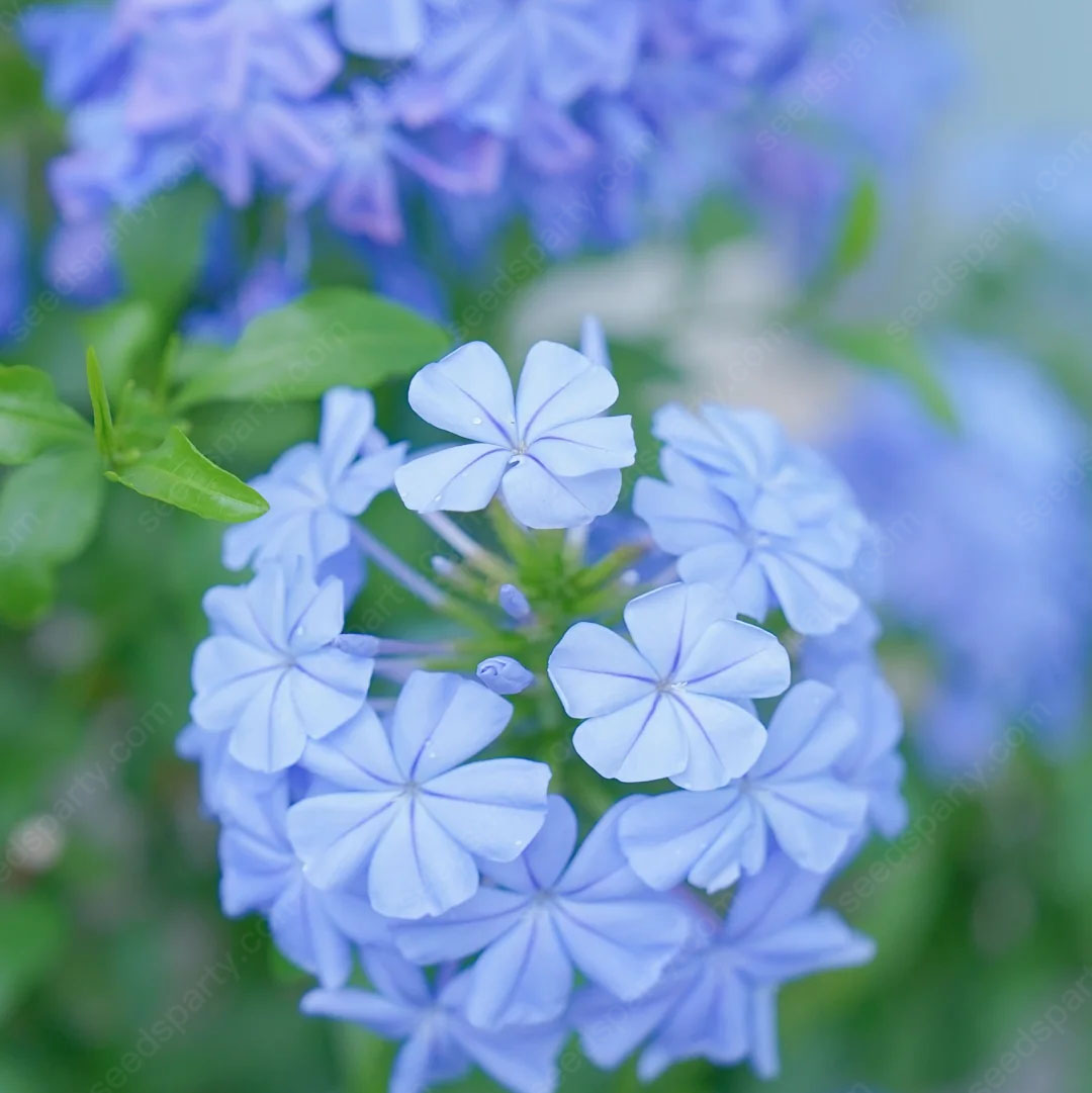 🚀Extremely discounts🌱Blue Plumbago Seeds Easy to Grow with an Extended Bloom Period