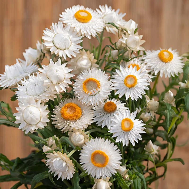 🌼 Strawflower Seeds – Everlasting Beauty for Your Garden! ✨
