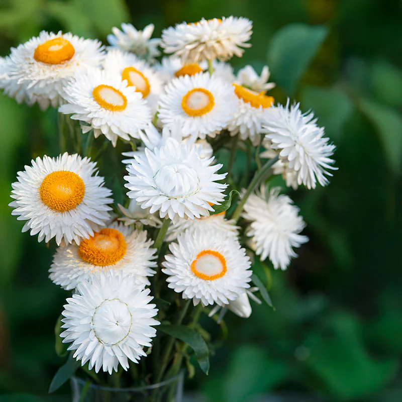 🌼 Strawflower Seeds – Everlasting Beauty for Your Garden! ✨