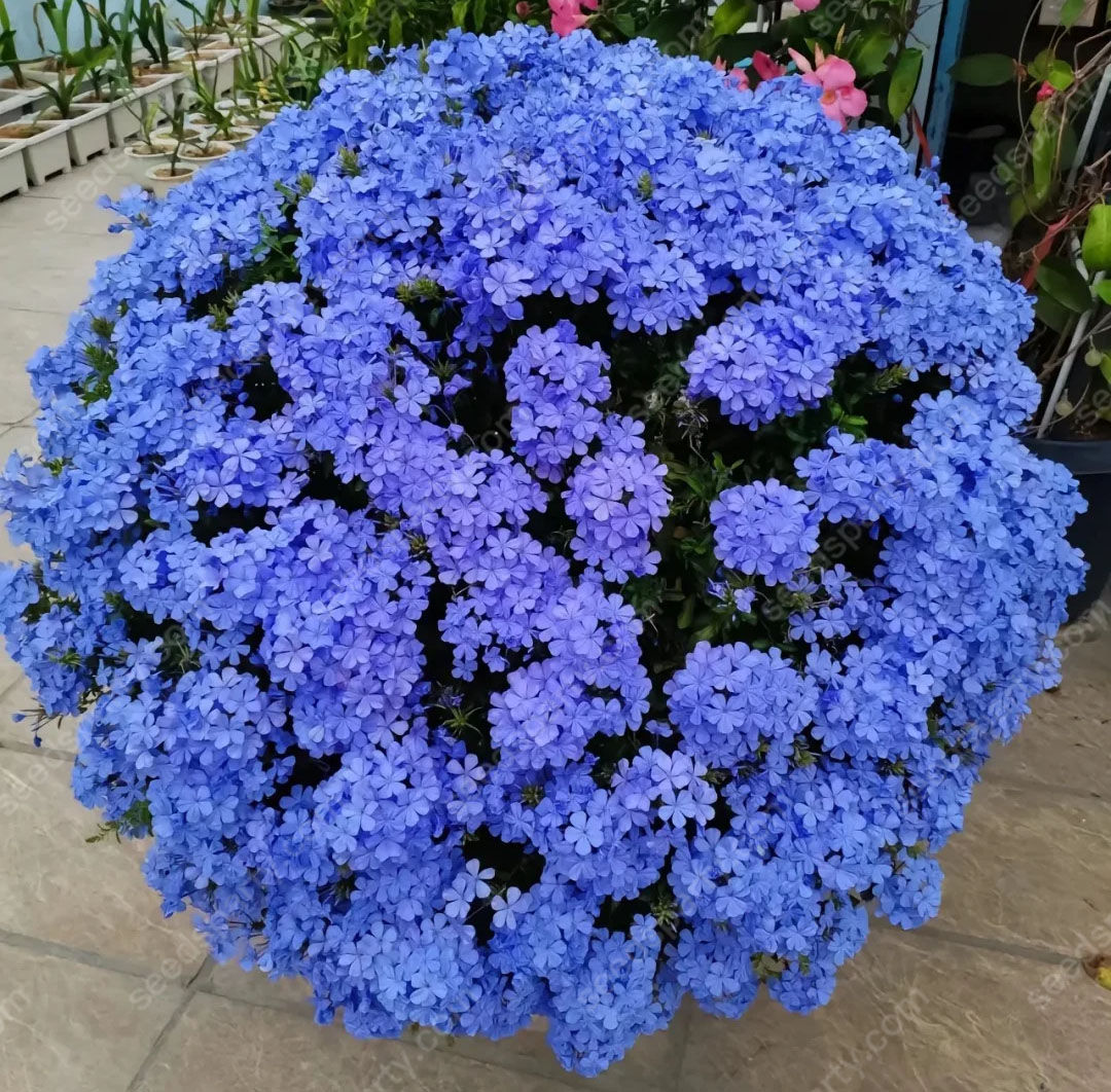 🚀Extremely discounts🌱Blue Plumbago Seeds Easy to Grow with an Extended Bloom Period