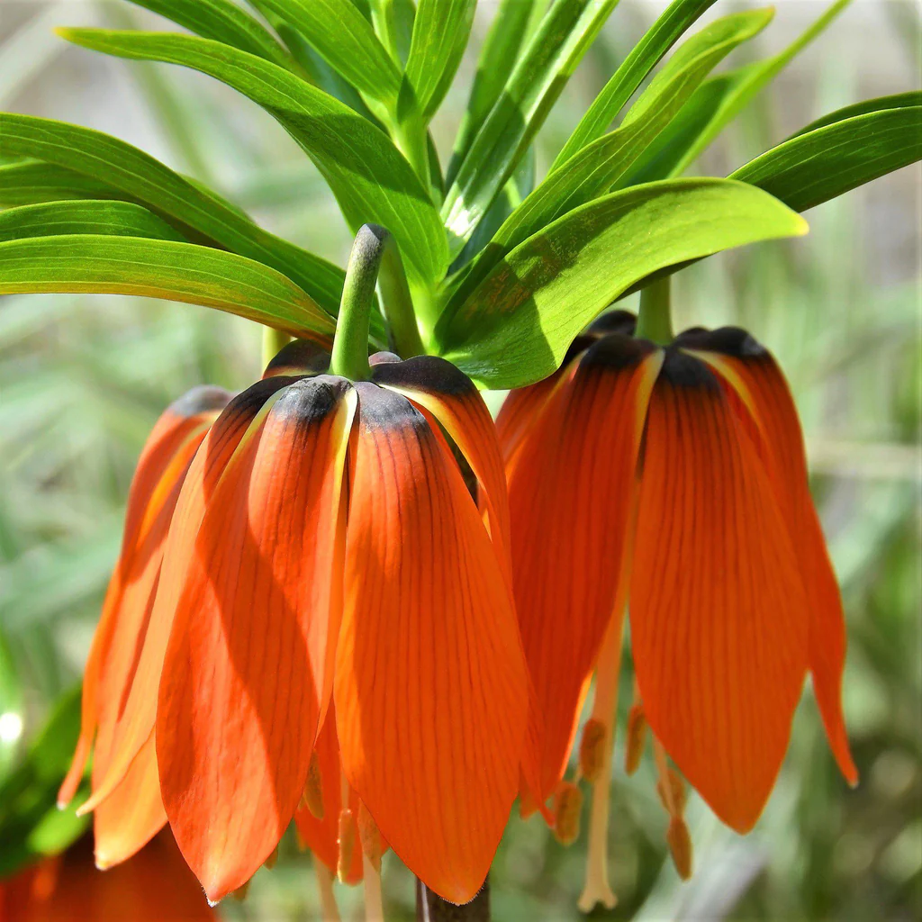 Fritillaria Crown Imperial Aurora