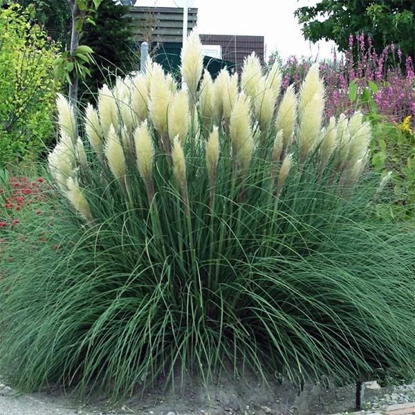 Beautiful Muhlenbergia Capillaris Sea-chloriseeds