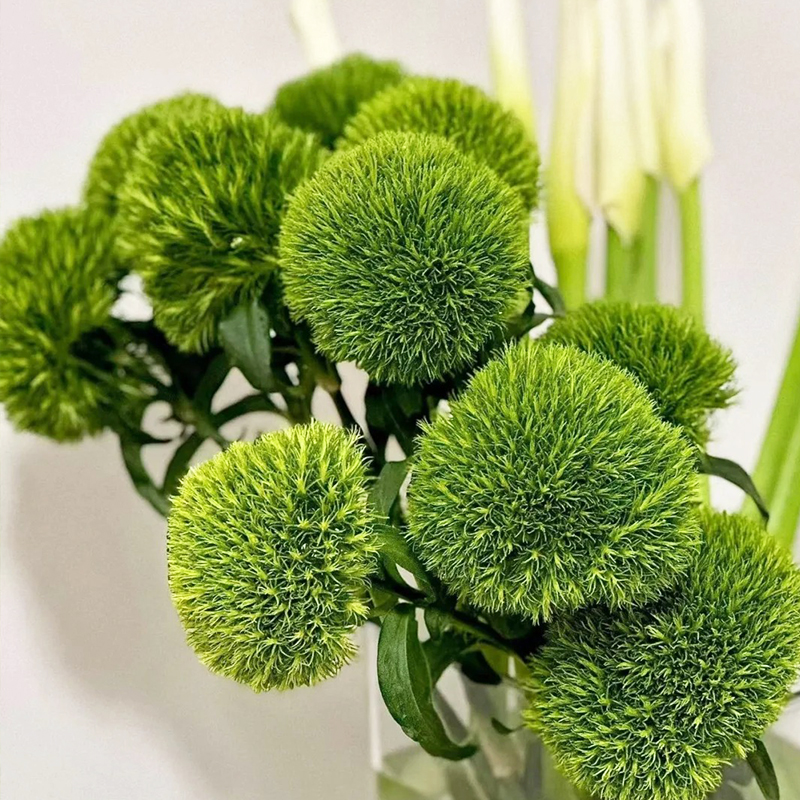 💖Rabatt zum halben Preis✨Dianthus-Blumensamen🌈Regenbogenserie