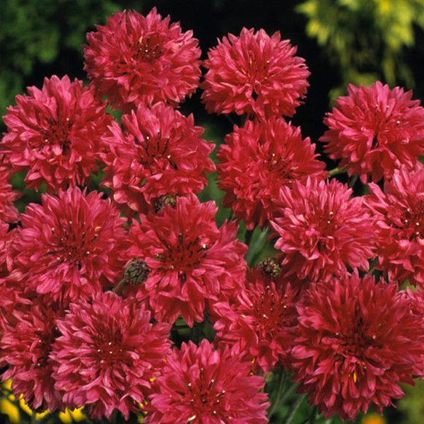 Red Centaurea Cyanus Flower Seeds-chloriseeds