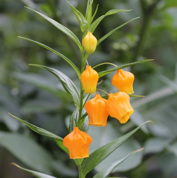 Sandersonia Aurantiaca Seeds