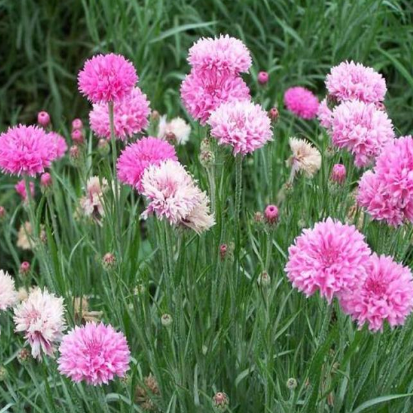 Pink Centaurea Cyanus Flower Seeds-chloriseeds