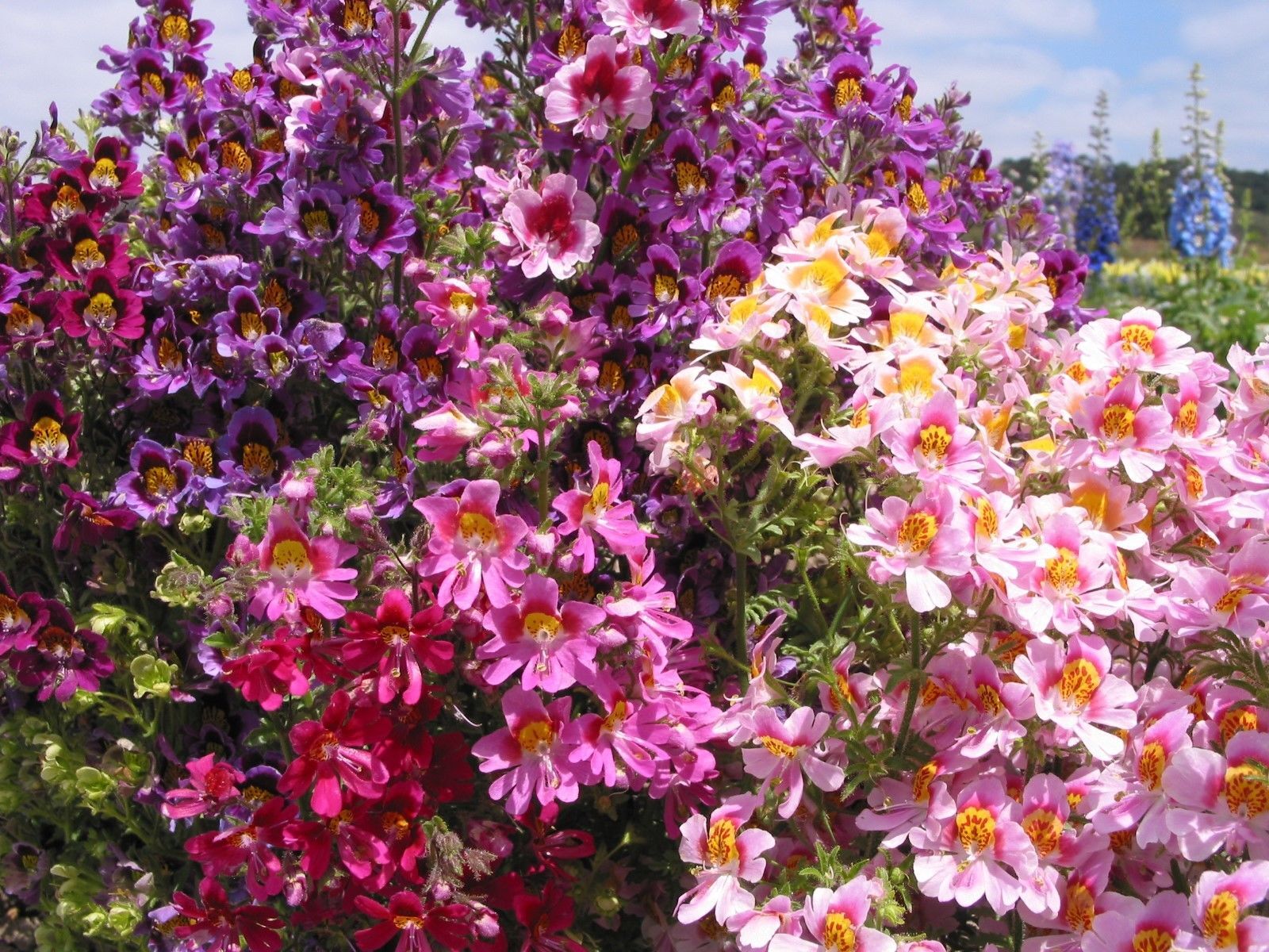 Butterfly Flower Seeds - Angel Wings Mix