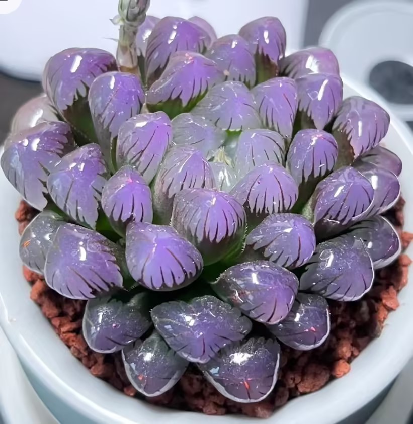 Advanced Rare Boutique Succulents Blue Mirror Jade Dew-chloriseeds
