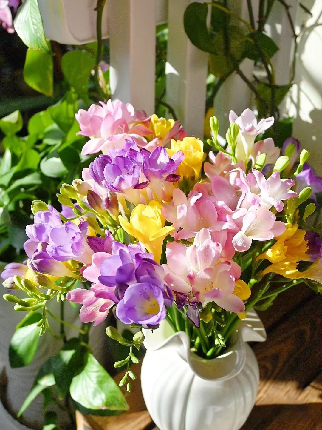 Freesia Fragrance Cloud