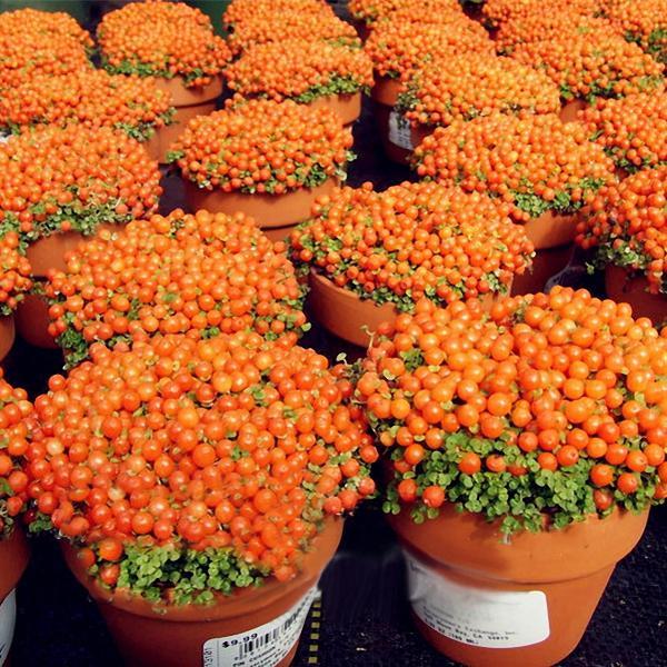 Egrow 50Pcs（100Pcs）/Bag Lamp Beads Grass Seeds Flower Seeds Garden Bonsai Plant for Home Garden Plants-chloriseeds