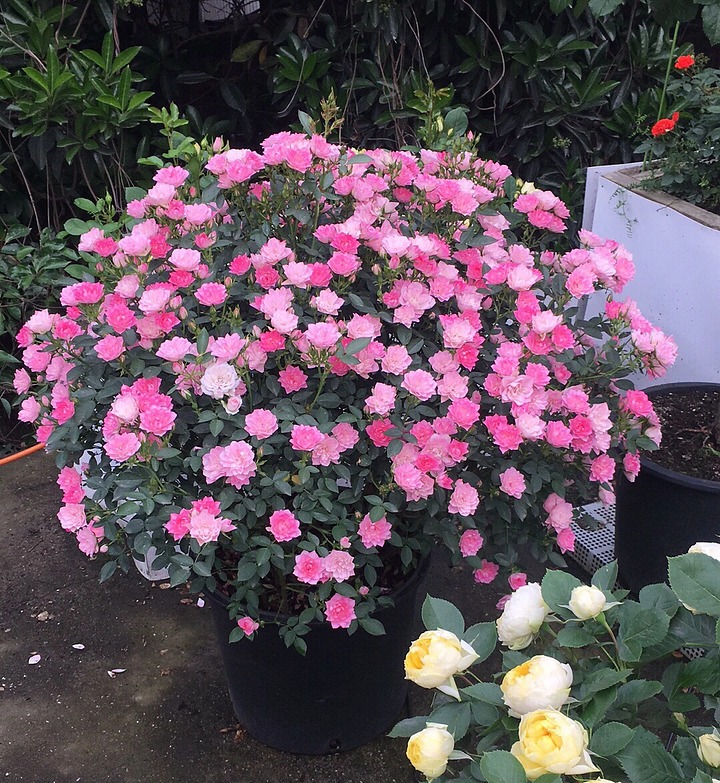 🌸Lotus Star Rose Seeds-Blooming All Year, Bringing Continuous Good Fortune🌸