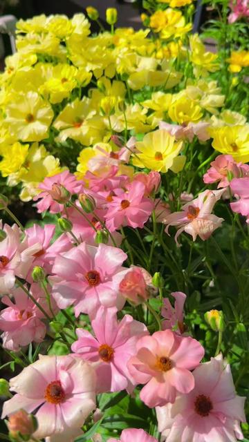 🌼 Enchanting Butterfly Ranunculus Seeds 🌼Perfect blend of magic and beauty!