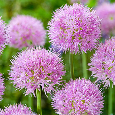 Allium carolinianum 'Rosy Dream'
