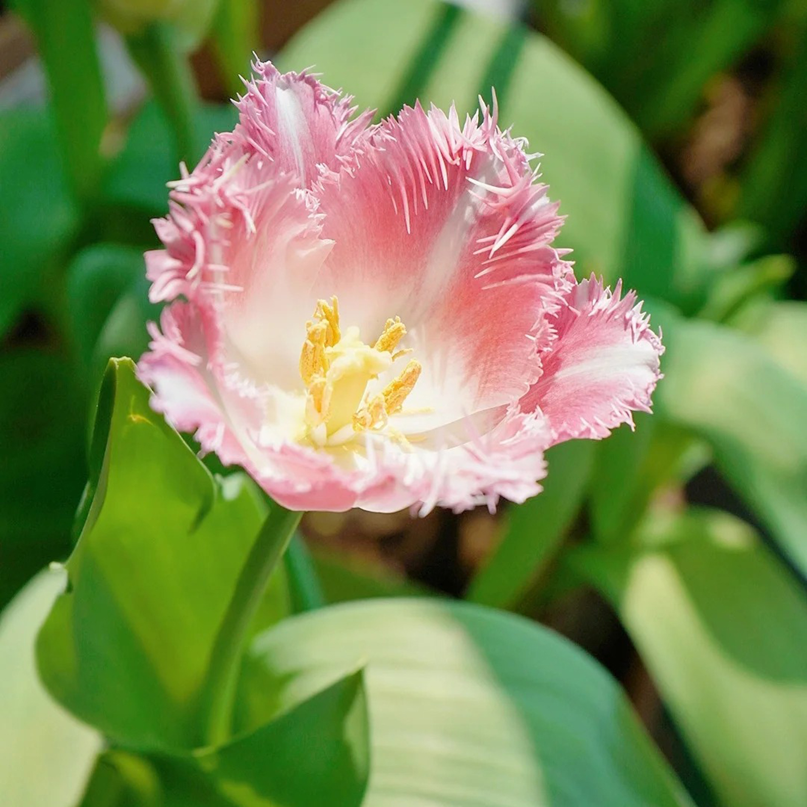 2024NEW🌷Frill Tulip seeds