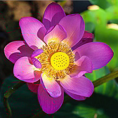 🔥[7 days germination]💐The Sacred Bonsai Bowl Lotus Flower