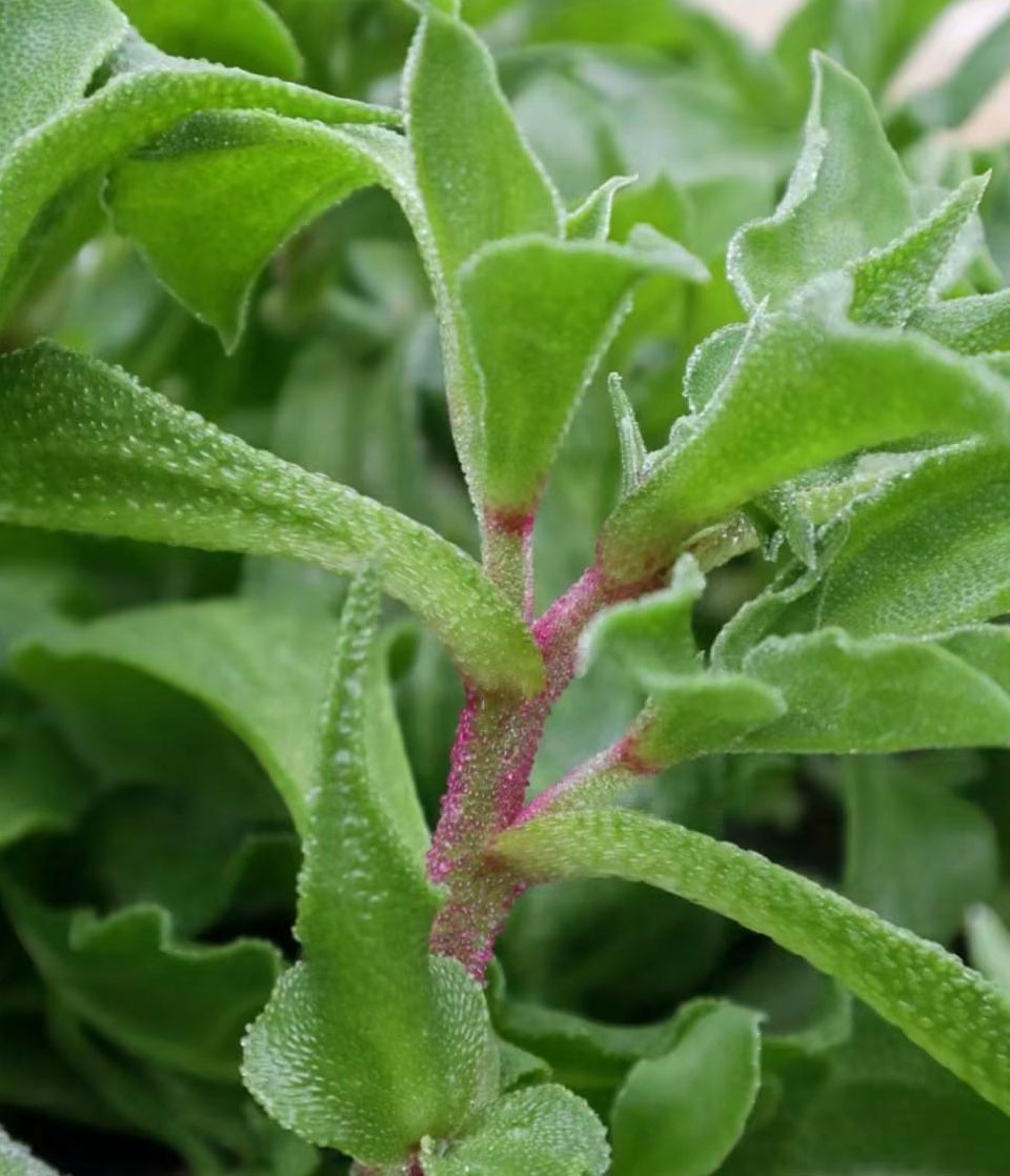 Organic Crystalline Iceplant❄️-Enjoy Natural salty flavor