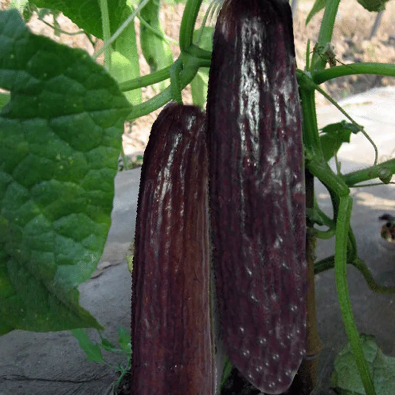 Rare black cucumber seeds - discover the unique variety in your garden! 🥒🖤