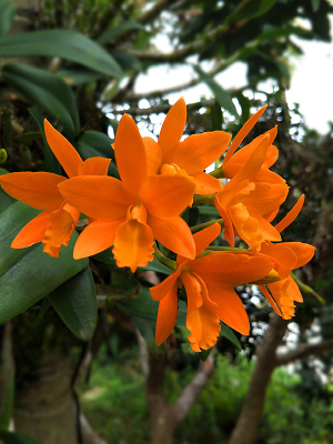 Orchids Cattleya Flower Seeds Rare 9 Kinds Home Plant Perennial Bonsai-chloriseeds