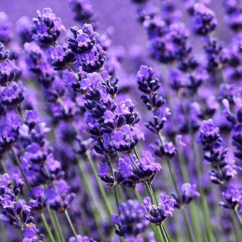 Lavender Herb Seeds - Perennial