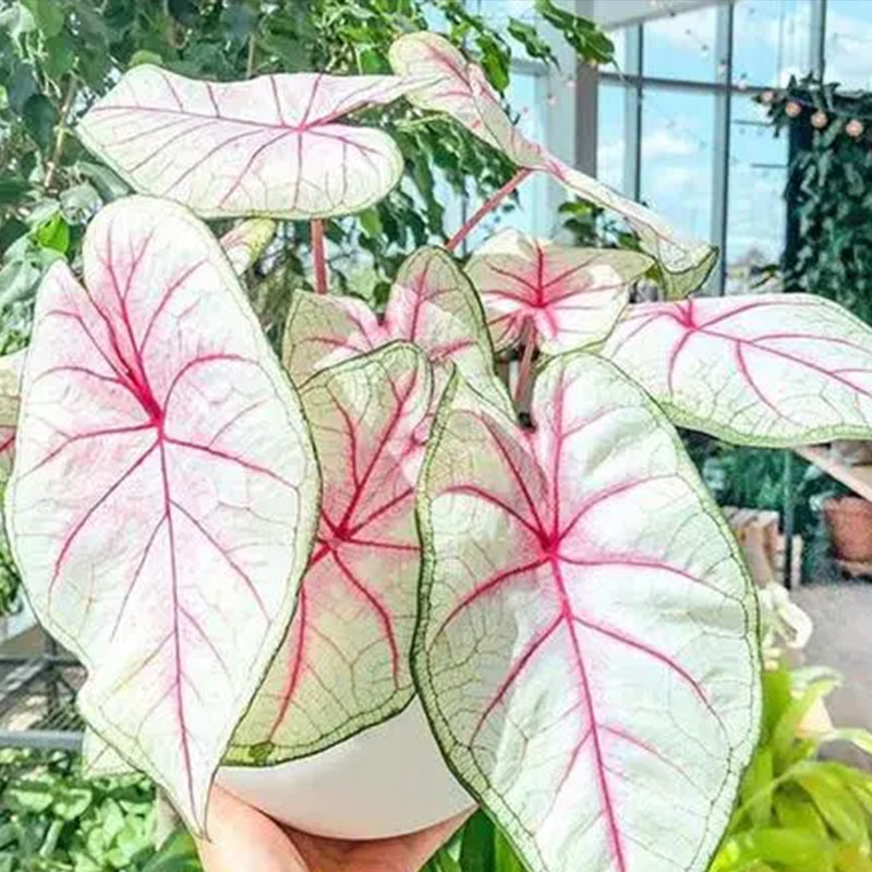 🔥53%OFF Mixed-Color Coleus Bonsai Flower Leaf Plants Seeds 💥Best selling in 2024 