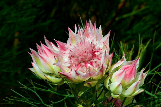 🌸Blushing Bride: A Reflection of Elegance and Romance-chloriseeds