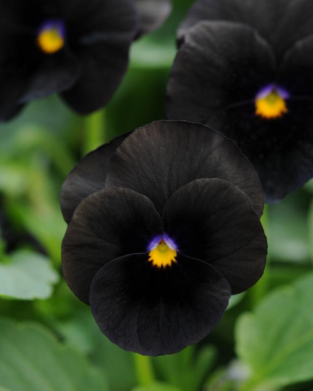 Viola sorbet - Black Delight - Viola cornuta