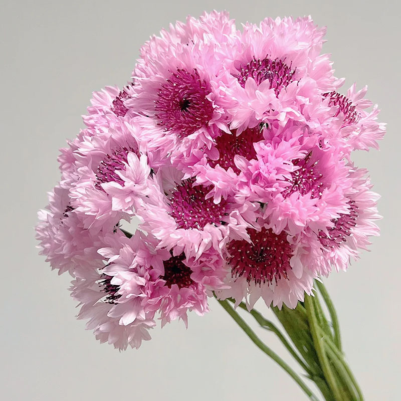 Cornflower / Bachelor Button Seeds