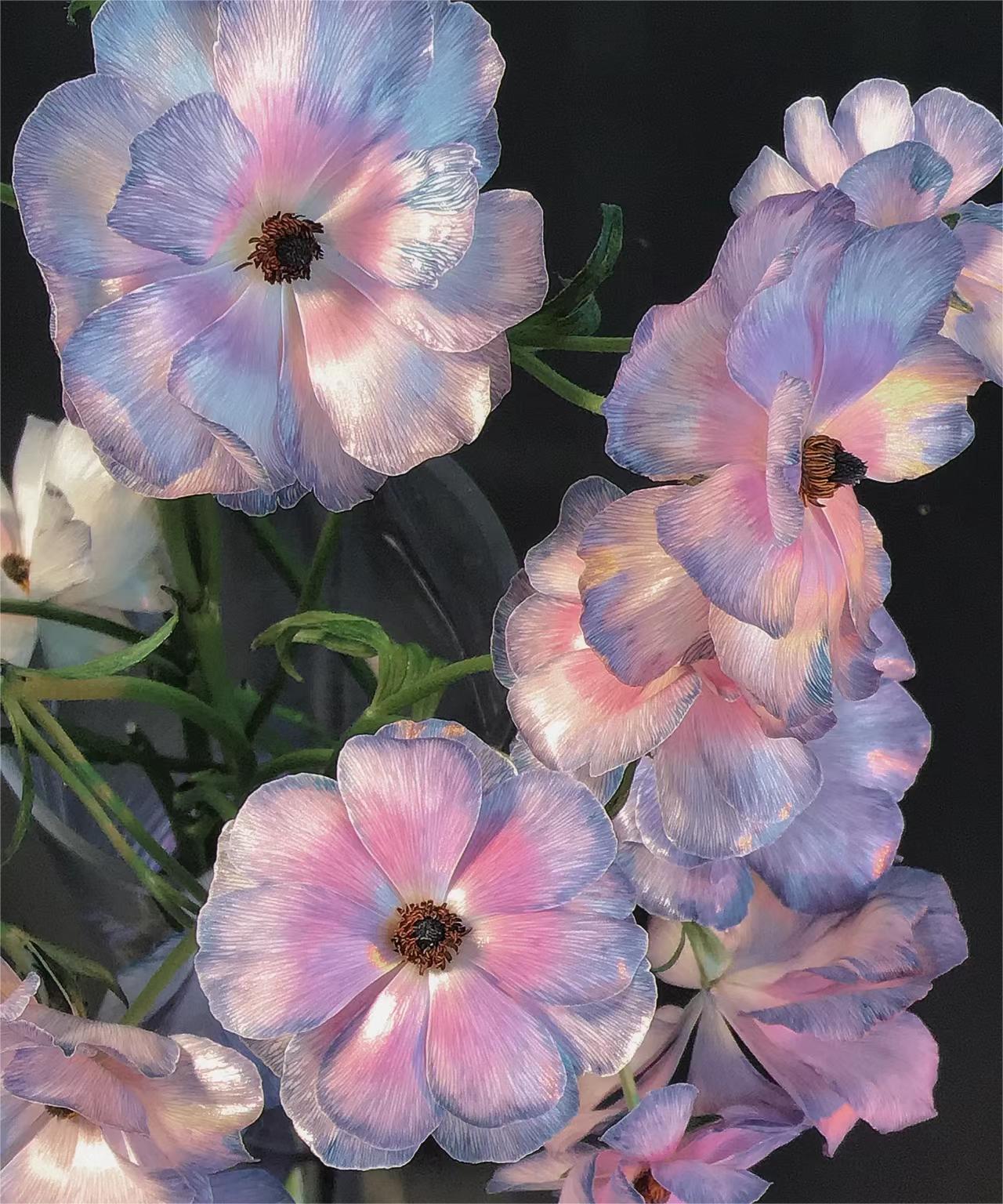 🦋Powdery Purple Butterfly Ranunculus