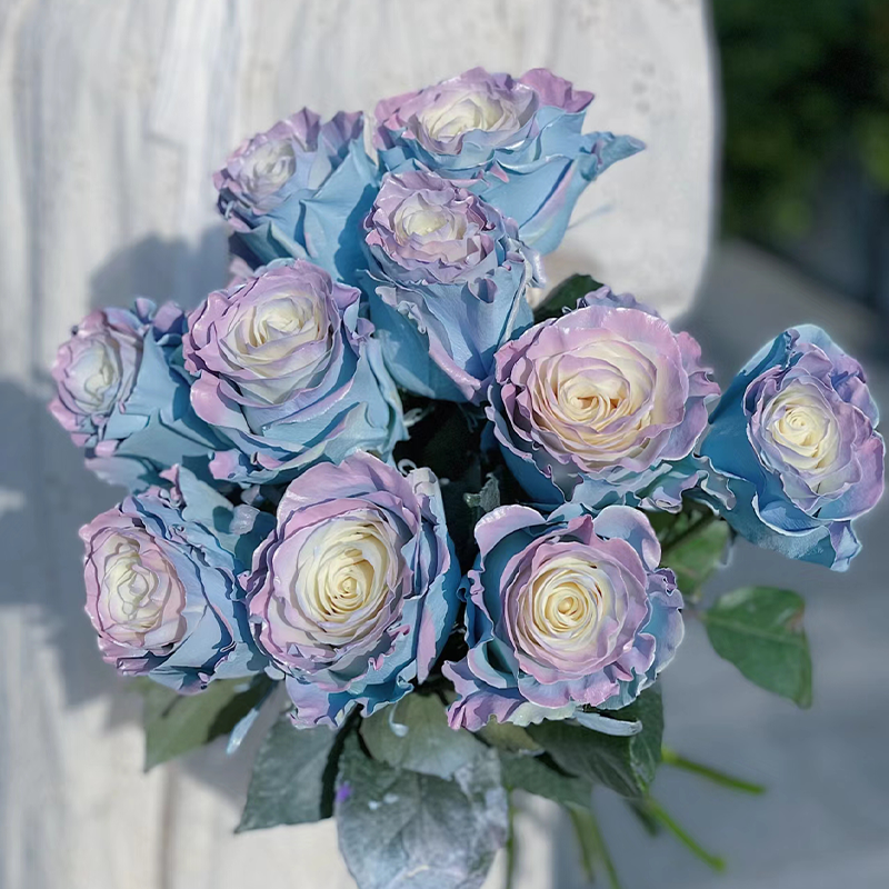 🌹Rare Rose - Fairy Tale-chloriseeds