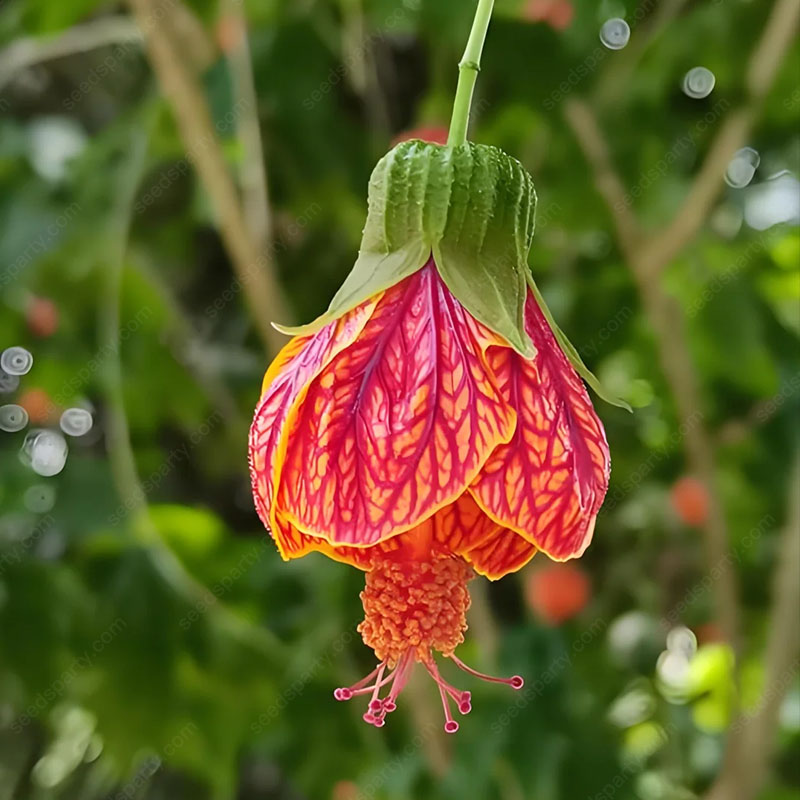 🌈New product launch🦄Abutilon pictum seeds✨Flowers bloom upside down