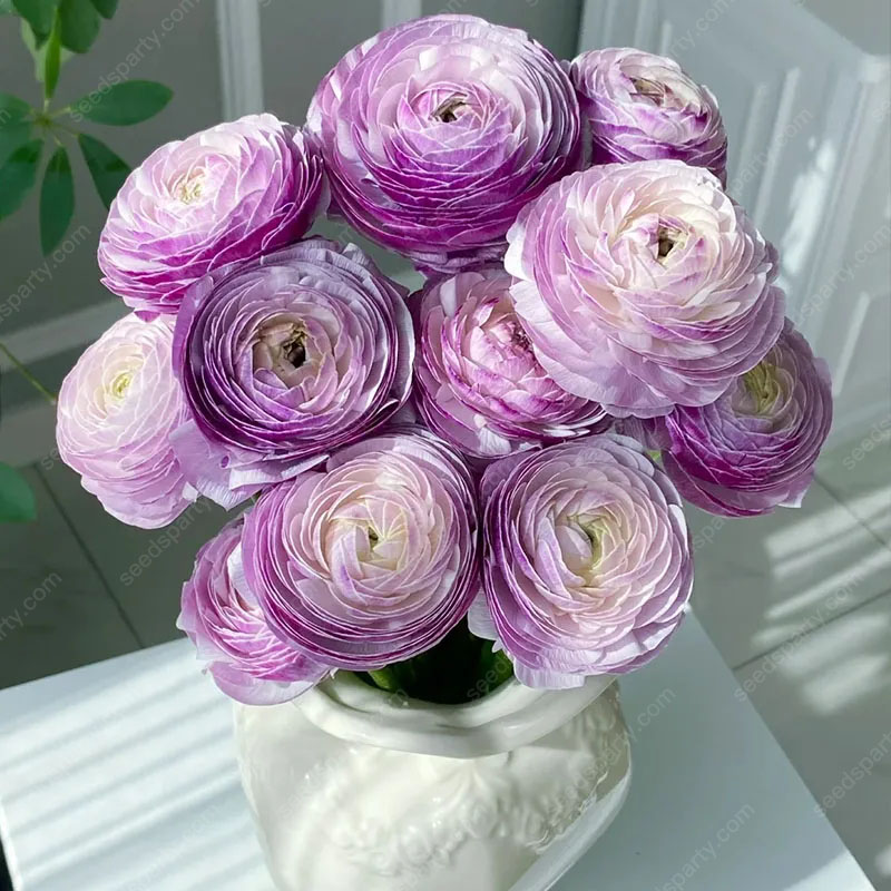 💥37%OFF Mixed-Color Ranunculus Bulb