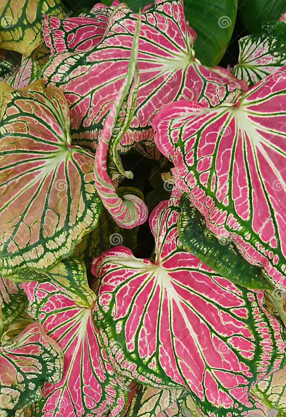 Heart of Jesus-Caladium
