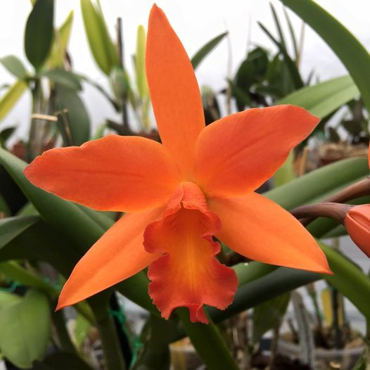 Orchids Cattleya Flower Seeds Rare 9 Kinds Home Plant Perennial Bonsai-chloriseeds