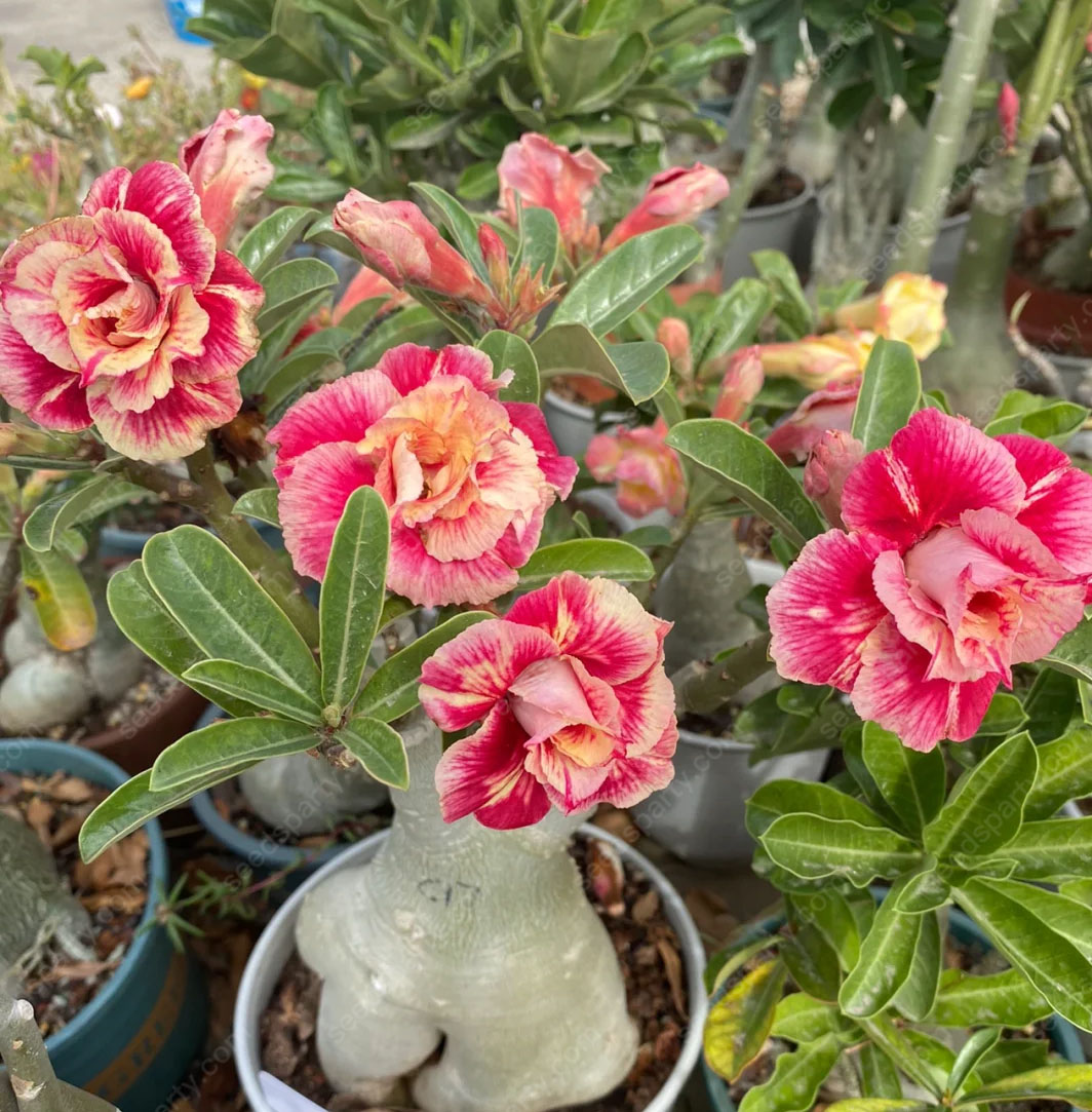 💐Desert Rose Seeds💖Various Colors🌱Long Flowering Period 