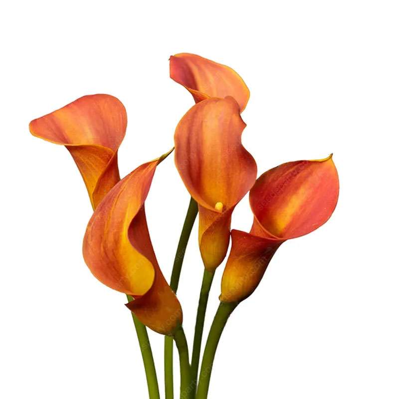 🚀Extremely discounts🌱Calla Bulb🧲Horseshoe-shaped flowers