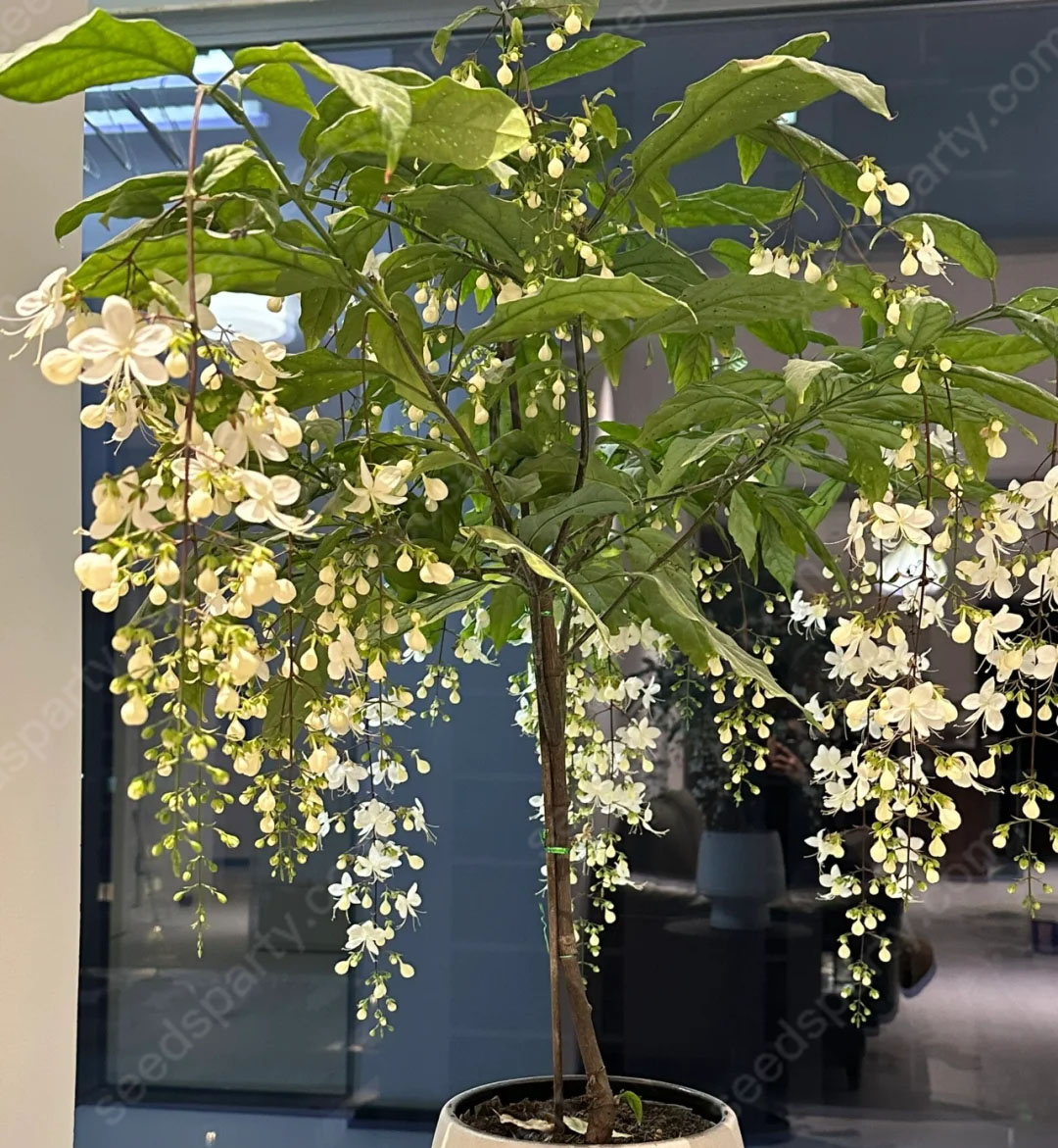 47%OFF🌱Trailing Jasmine Flowers Seeds