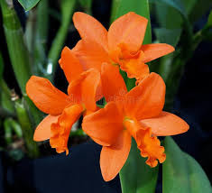 Orchids Cattleya Flower Seeds Rare 9 Kinds Home Plant Perennial Bonsai-chloriseeds