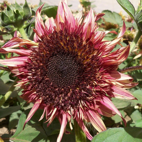 Uniquely different Double Dandy Sunflower Seeds 50 Per Pack-chloriseeds