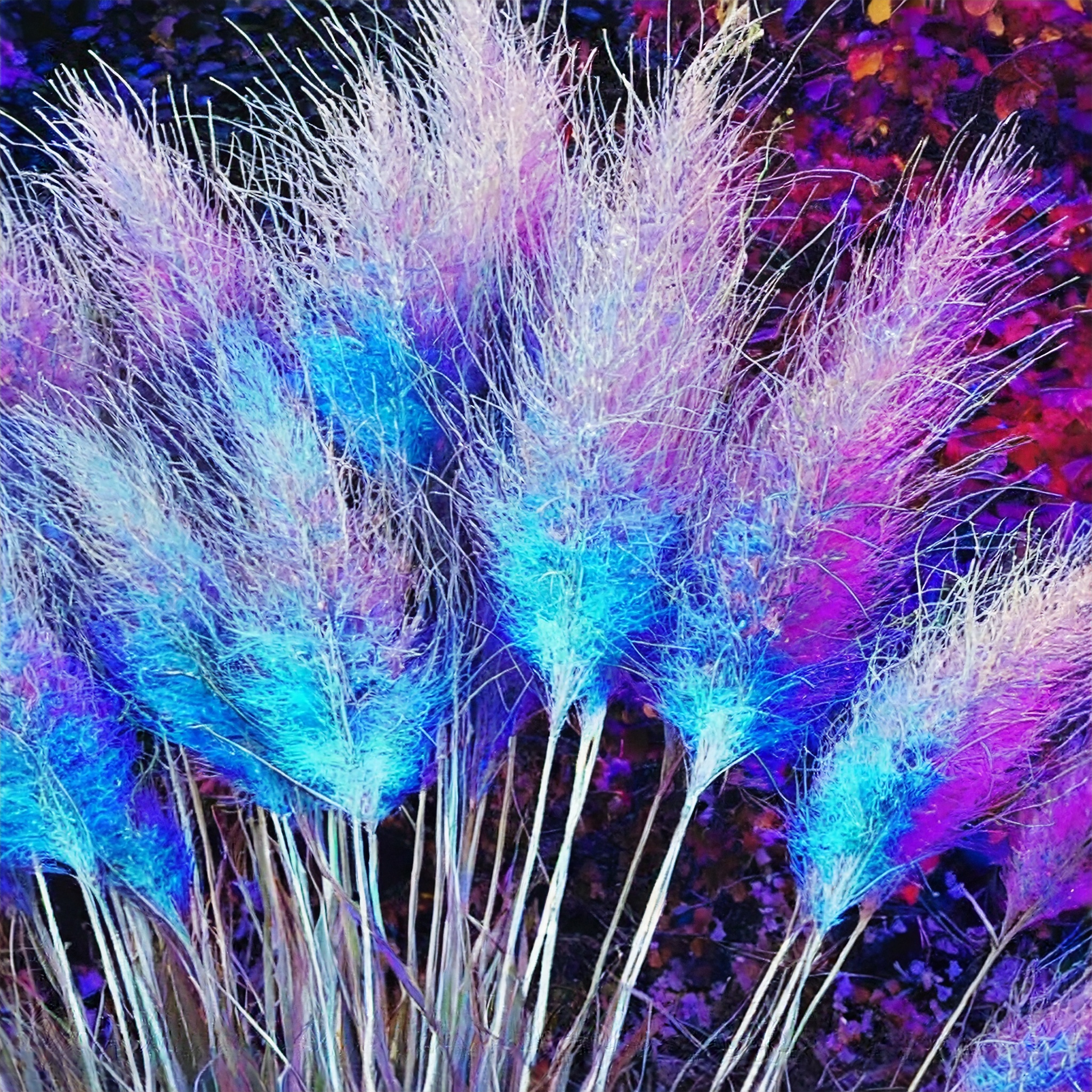 Rainbow Pampas Grass Bonsai Are Very Beautiful Garden Plants Seeds
