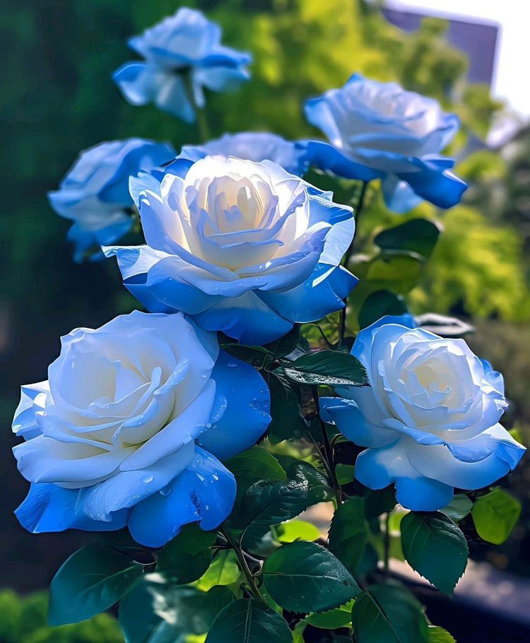 Broken Ice Blue Rose Seeds - Rare
