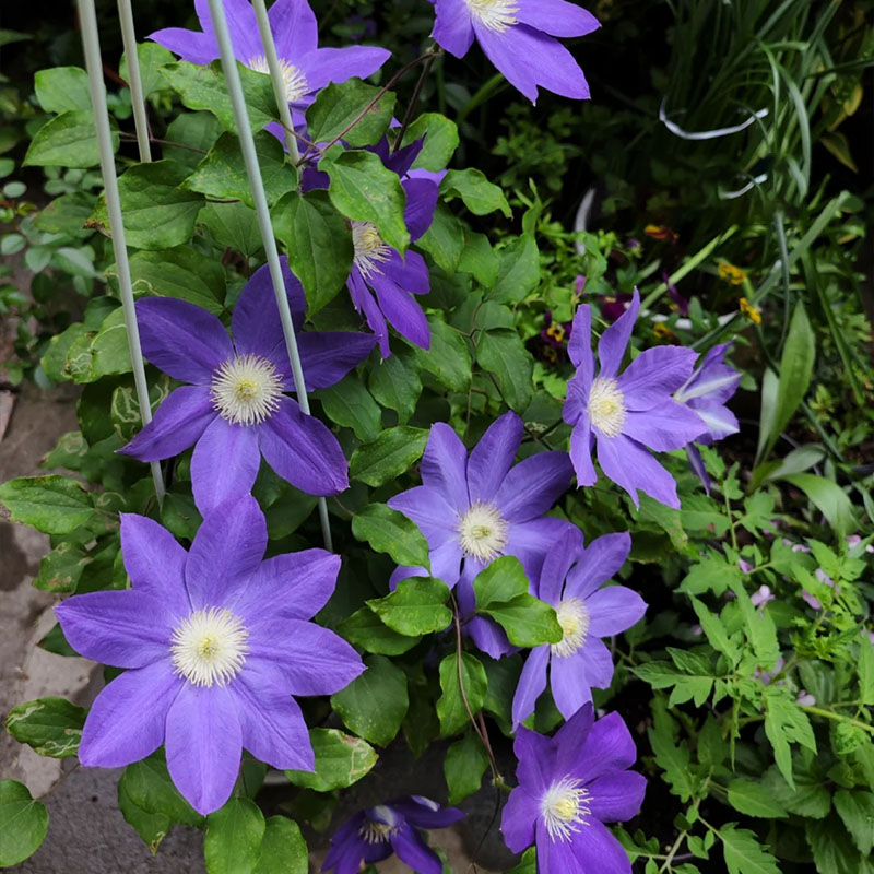Mixed-Color Climbing Clematis Flower