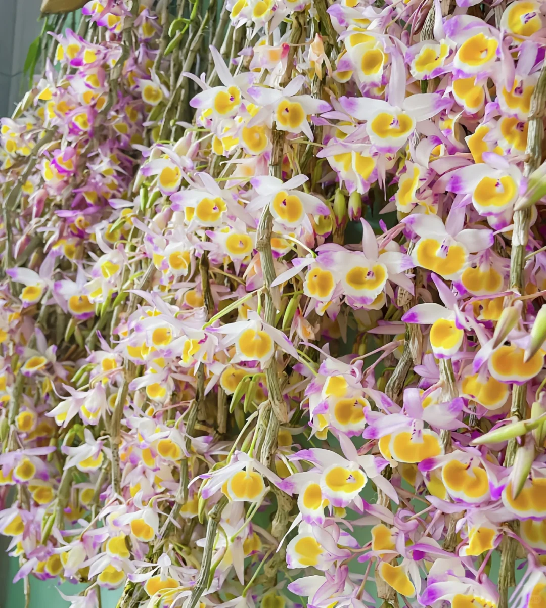 Rare Dendrobium Orchid Seeds-chloriseeds