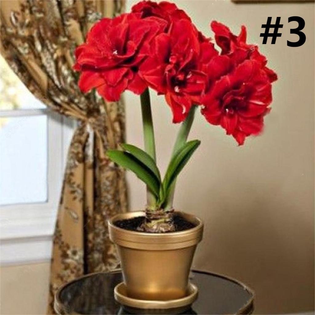 50pcs Hippeastrum Rutilum Seeds Bonsai Home Garden Balcony Plants-chloriseeds
