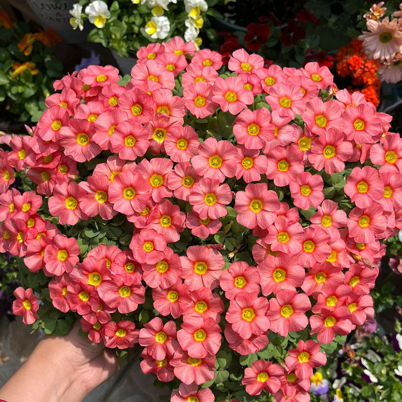 Rare Oxalis Glabra 100 Seeds