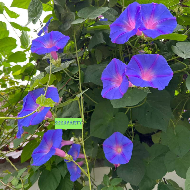 🔥Hot Selling🪴 Morning Glory Climbing Plants - 200 Seeds💥37%OFF