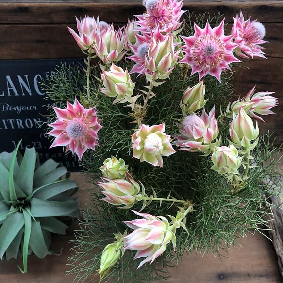 🌸Blushing Bride: A Reflection of Elegance and Romance-chloriseeds