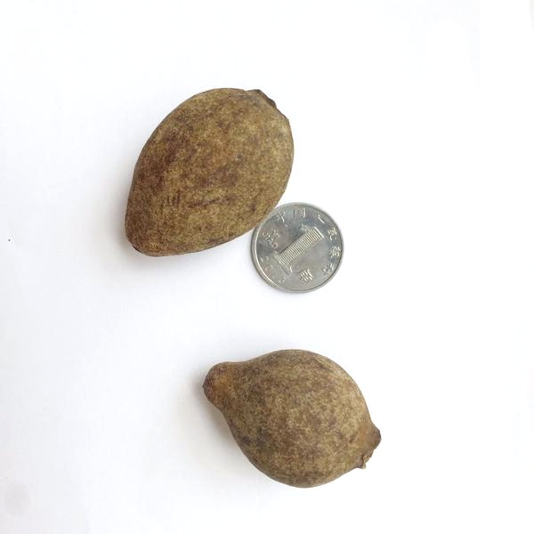 Wild Passiflora Mollissima Seeds-chloriseeds